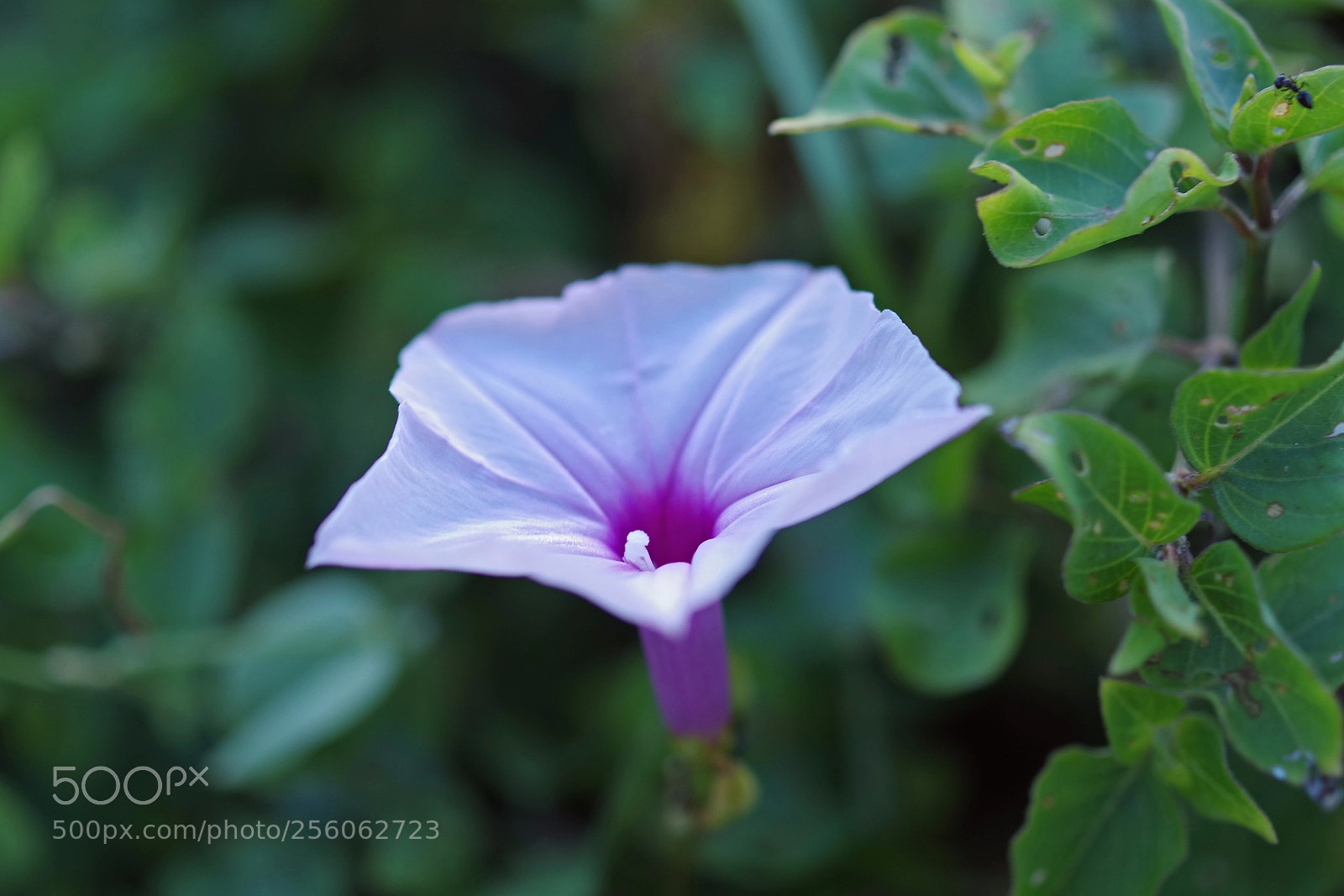 Pentax K-S2 sample photo. Morning flowers photography