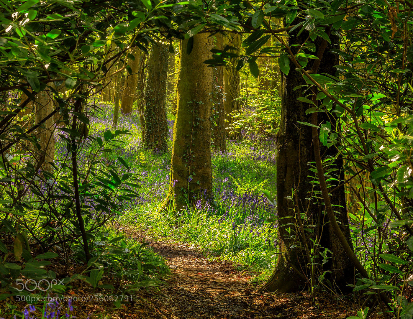 Canon EOS 5D Mark IV sample photo. Spring at last photography