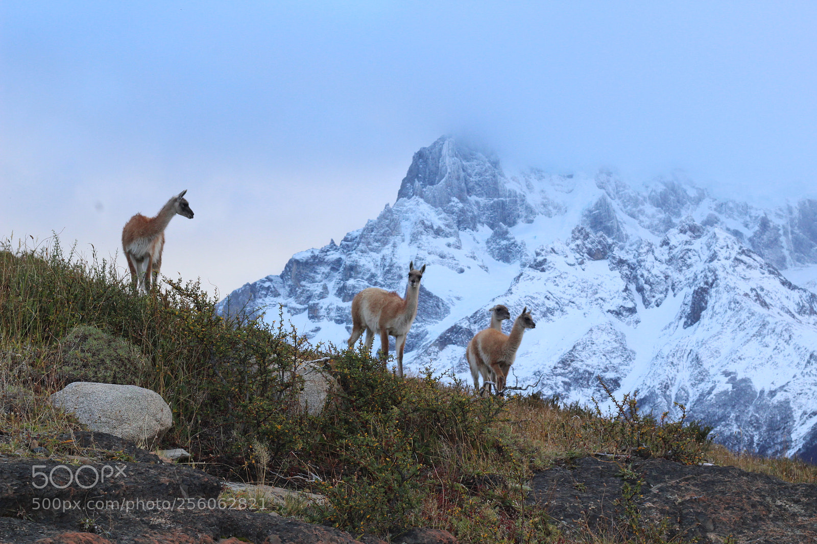 Canon EOS 1200D (EOS Rebel T5 / EOS Kiss X70 / EOS Hi) sample photo. Guanacos mood photography