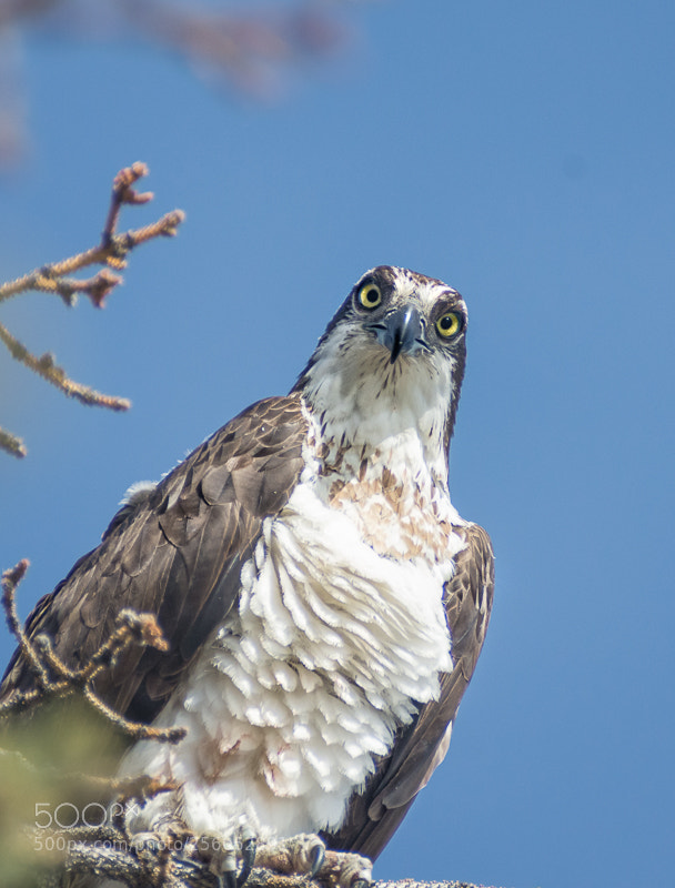 Nikon D7200 sample photo. Whatchu lookin at? photography