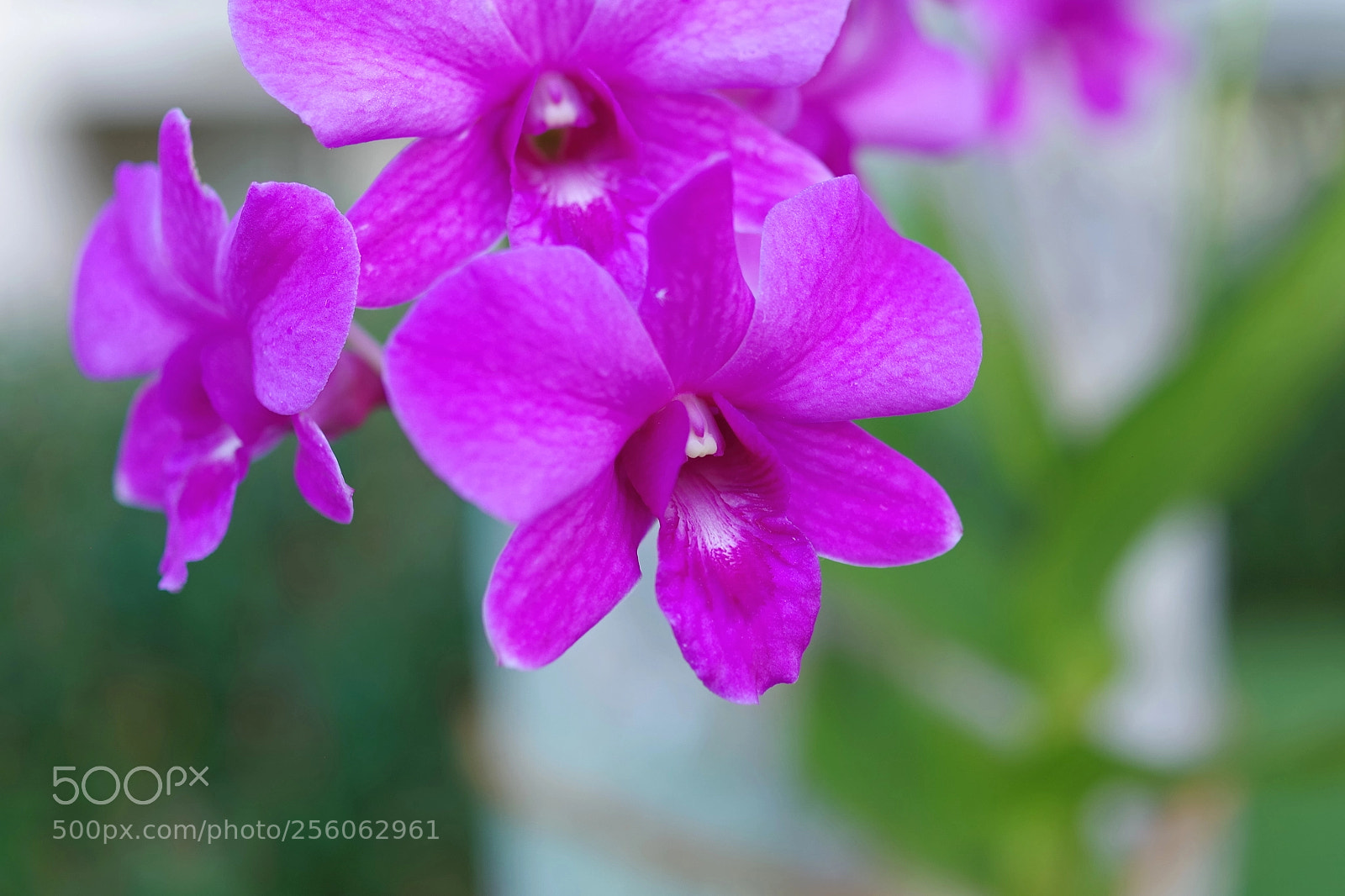 Pentax K-S2 sample photo. Morning flowers photography