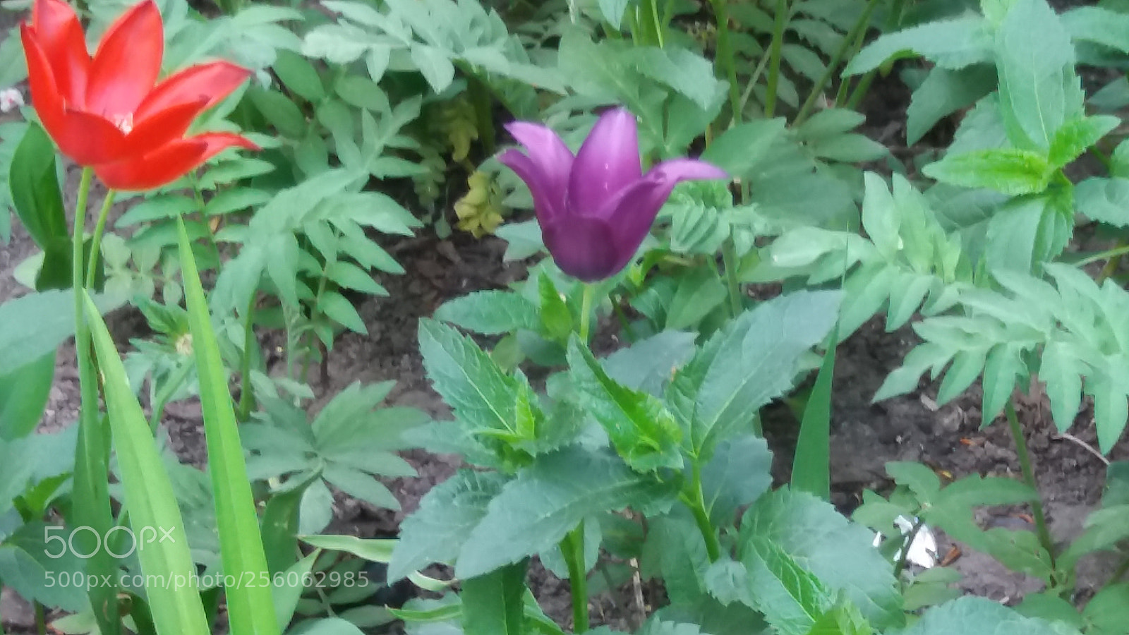 Samsung Galaxy J5 sample photo. Untitled photography