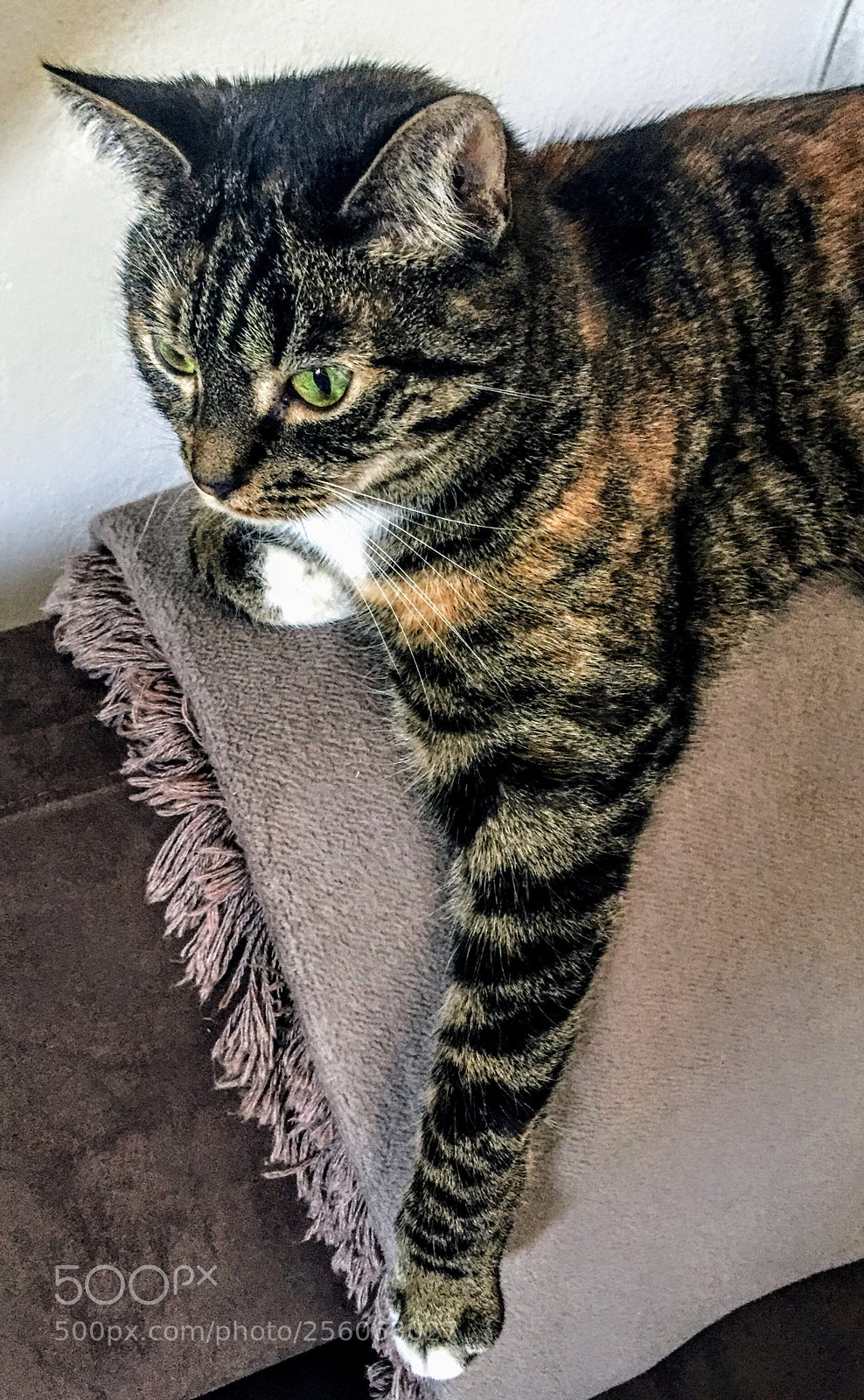 Apple iPhone 6 sample photo. Cat photography