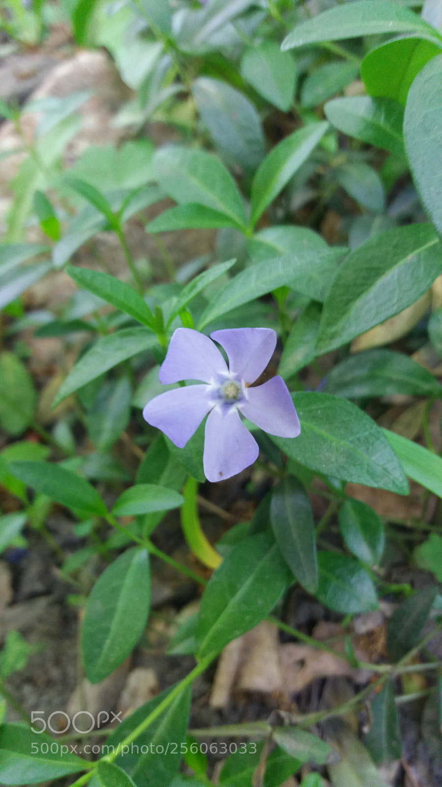 Samsung Galaxy J5 sample photo. Untitled photography