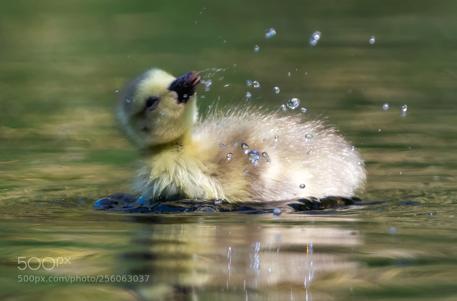 Nikon D850 sample photo. Gosling shake photography