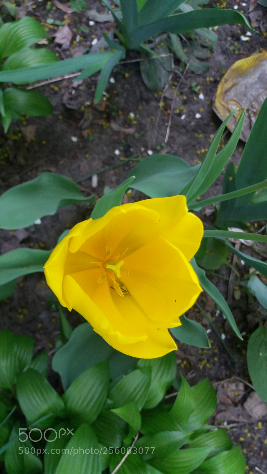 Samsung Galaxy J5 sample photo. Untitled photography