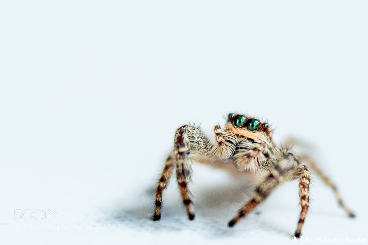 Canon EOS 80D sample photo. T'as de beaux yeux :) photography