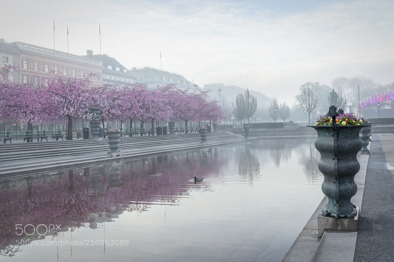 Nikon D800 sample photo. Cherry blossom stockholm photography