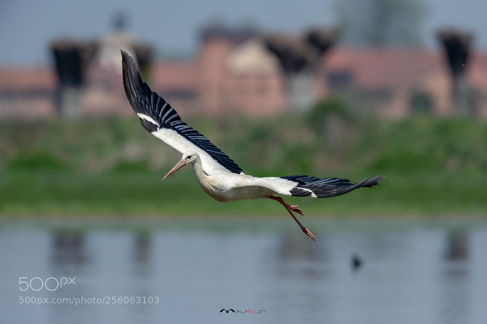 Nikon D5 sample photo. White stork in plastic photography