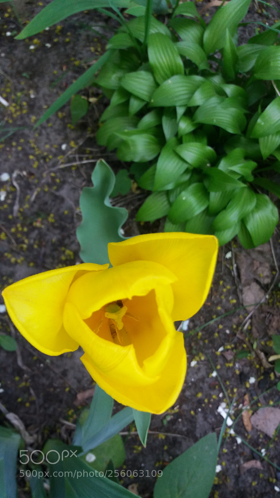 Samsung Galaxy J5 sample photo. Untitled photography