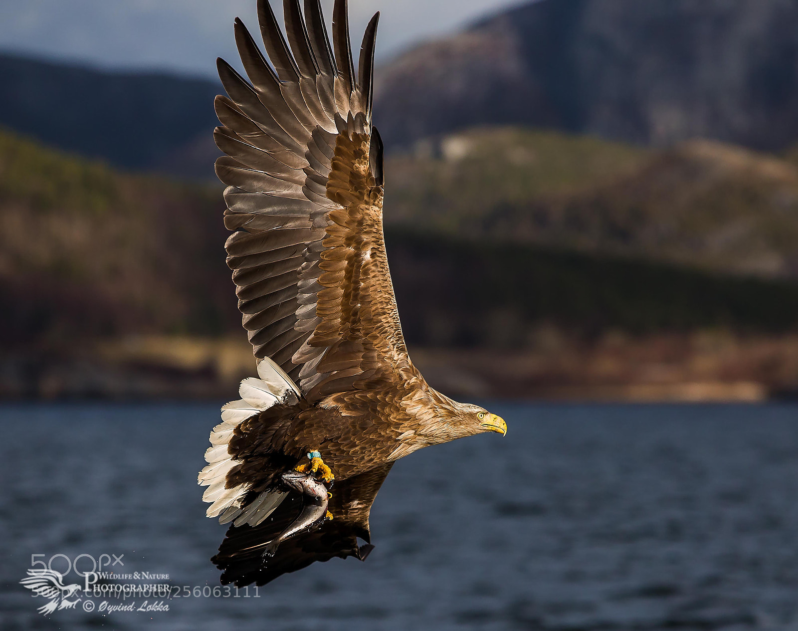 Canon EOS-1D X sample photo. White tailed eagle ready photography