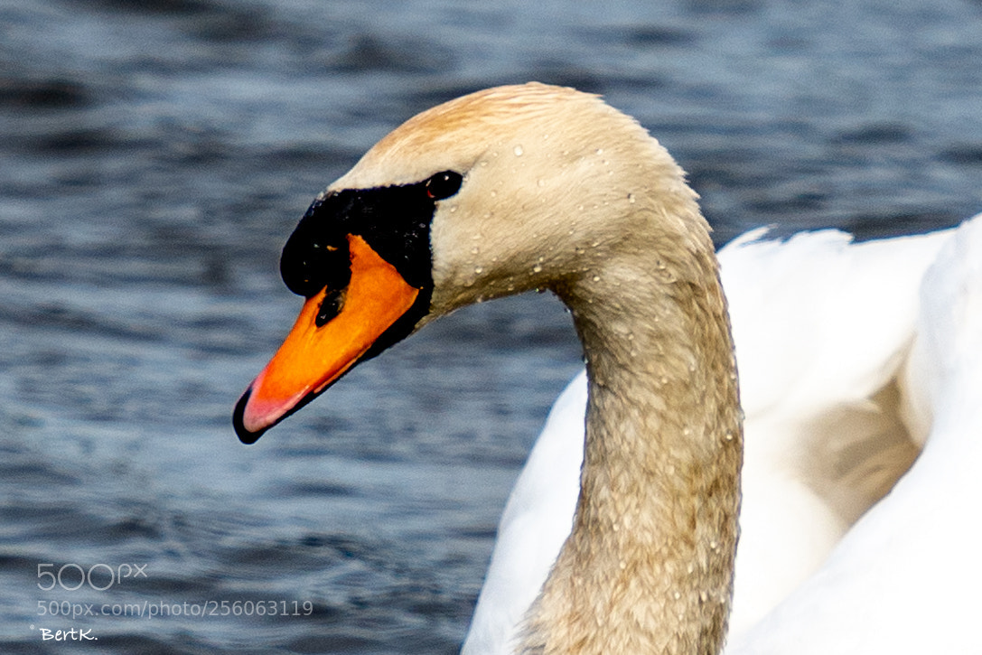 Nikon D500 sample photo. Swan photography