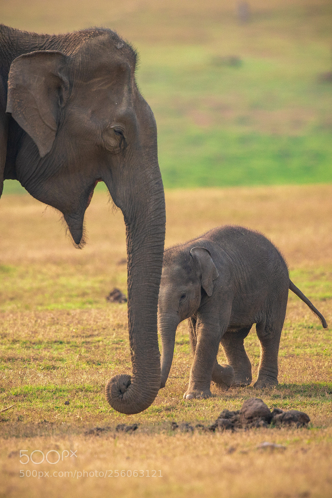 Canon EOS 5D Mark IV sample photo. Elephant and it's baby... photography