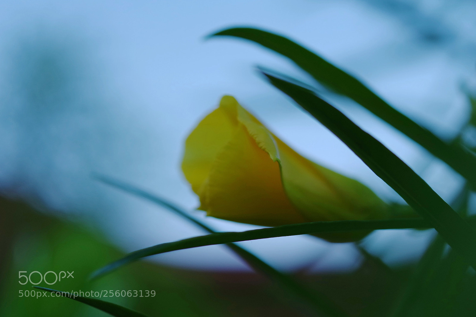 Pentax K-S2 sample photo. Morning flowers photography