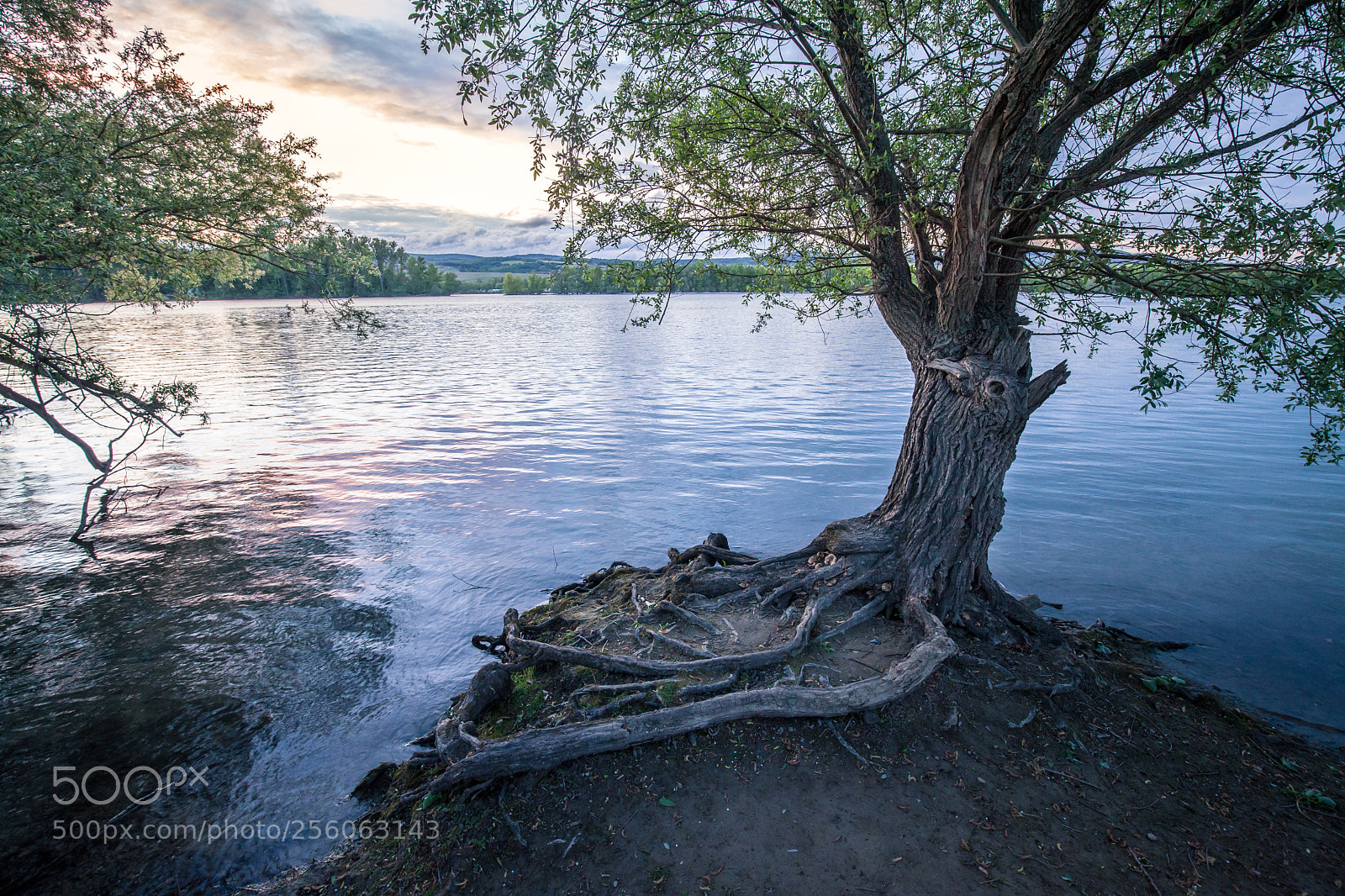 Canon EOS 5D Mark II sample photo. The river rhine photography