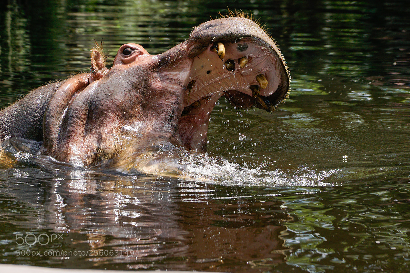 Sony a6500 sample photo. Hippo photography