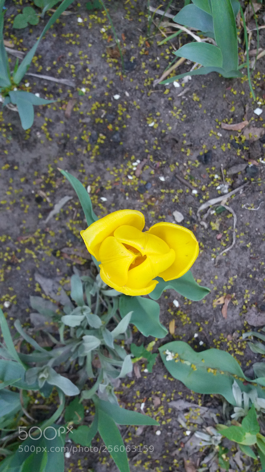 Samsung Galaxy J5 sample photo. Untitled photography
