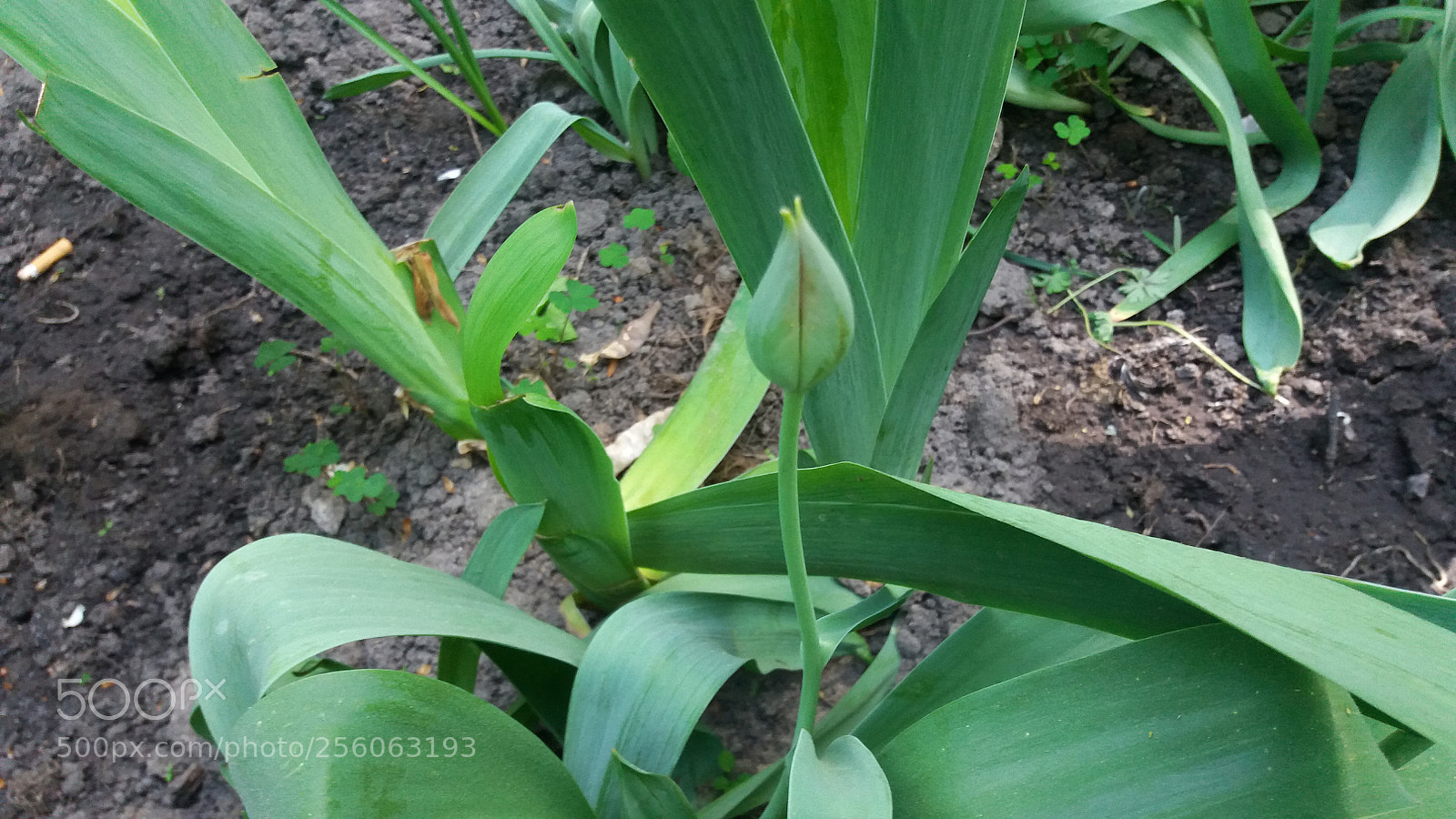 Samsung Galaxy J5 sample photo. Untitled photography