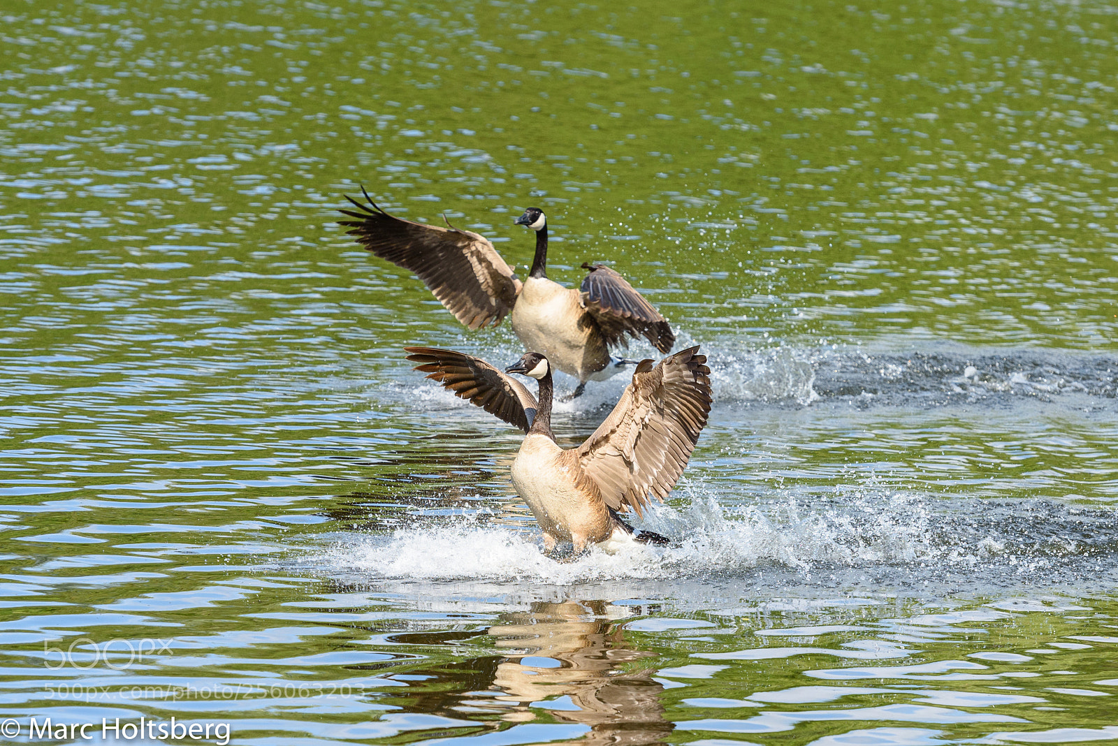 Nikon D750 sample photo. Geese photography