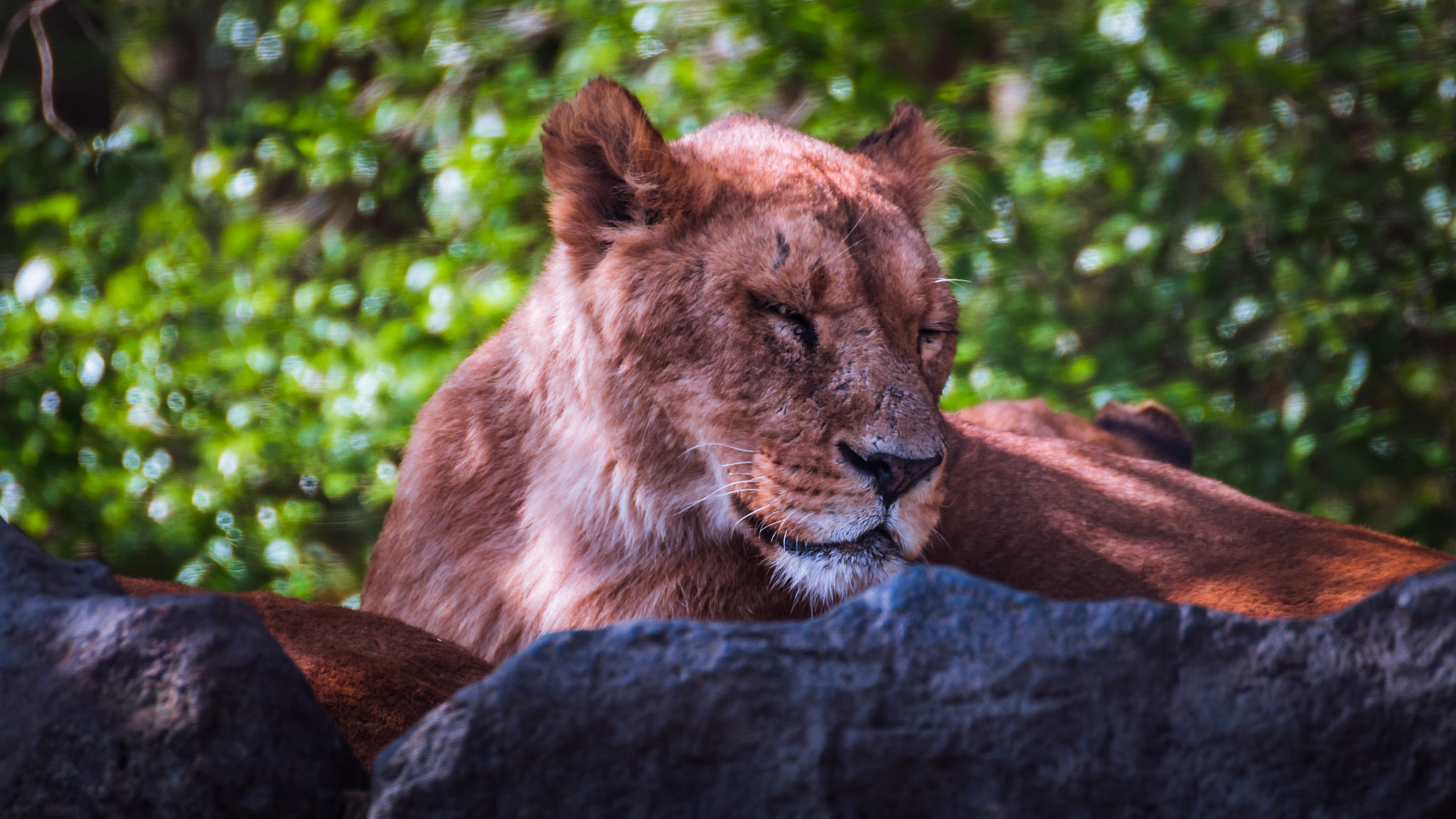 Canon EOS 700D (EOS Rebel T5i / EOS Kiss X7i) sample photo. Lioness 01 photography