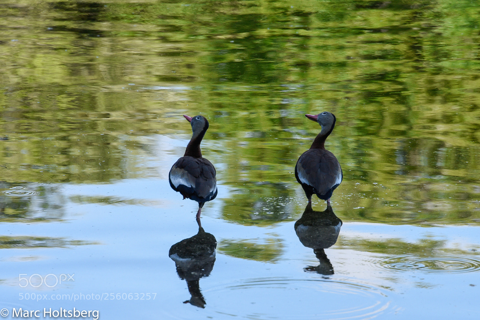 Nikon D750 sample photo. Twins photography