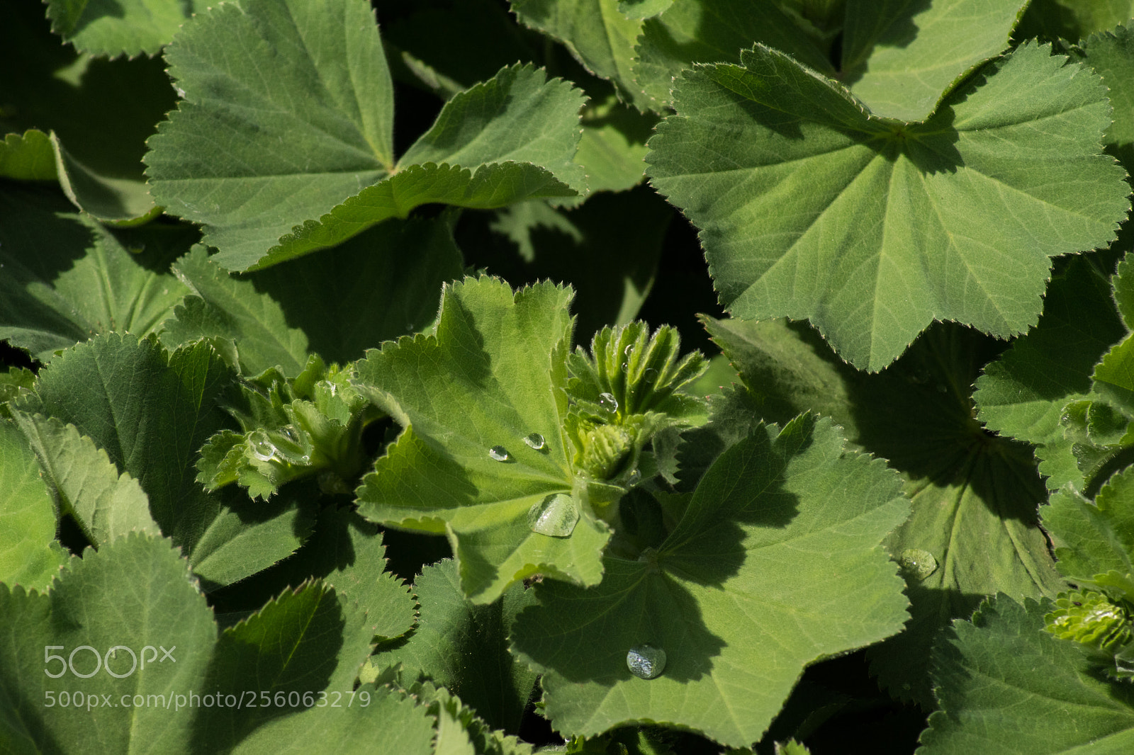 Sony SLT-A68 sample photo. Wassertropfen photography