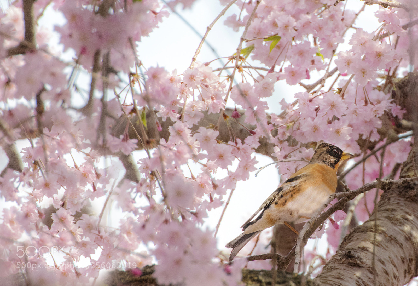 Nikon D850 sample photo. Sakura and sparrow photography