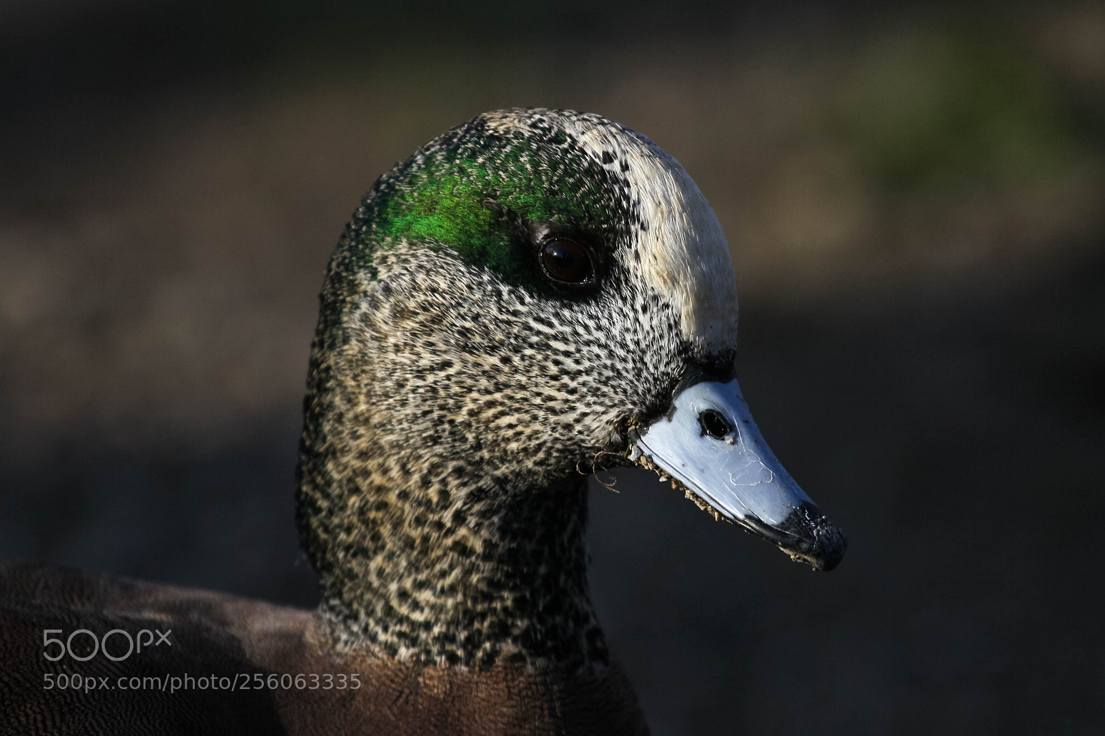 Canon EOS 50D sample photo. American widgeon photography
