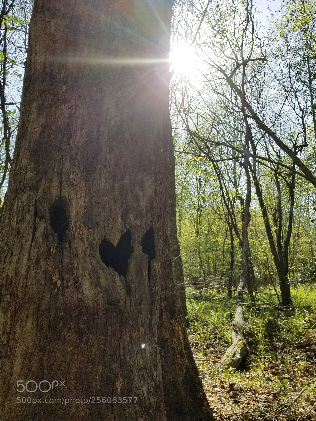 Samsung Galaxy S8+ sample photo. Untitled photography