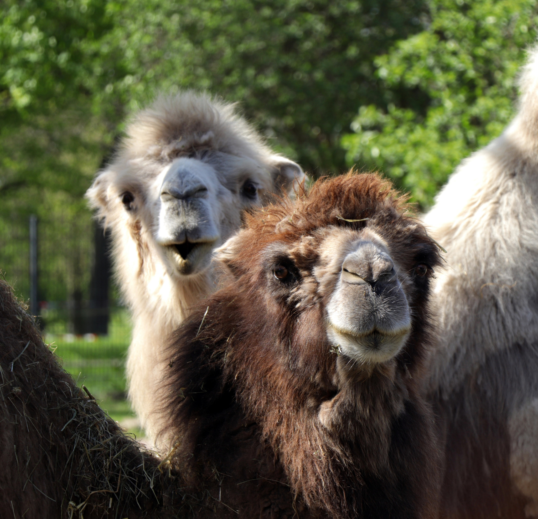 Canon EOS 77D (EOS 9000D / EOS 770D) sample photo. Beste freunde photography
