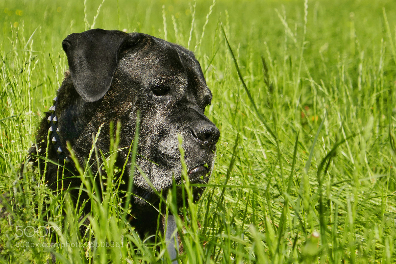 Panasonic Lumix DMC-ZS100 (Lumix DMC-TZ100) sample photo. Pure beauty, loyalty, love photography