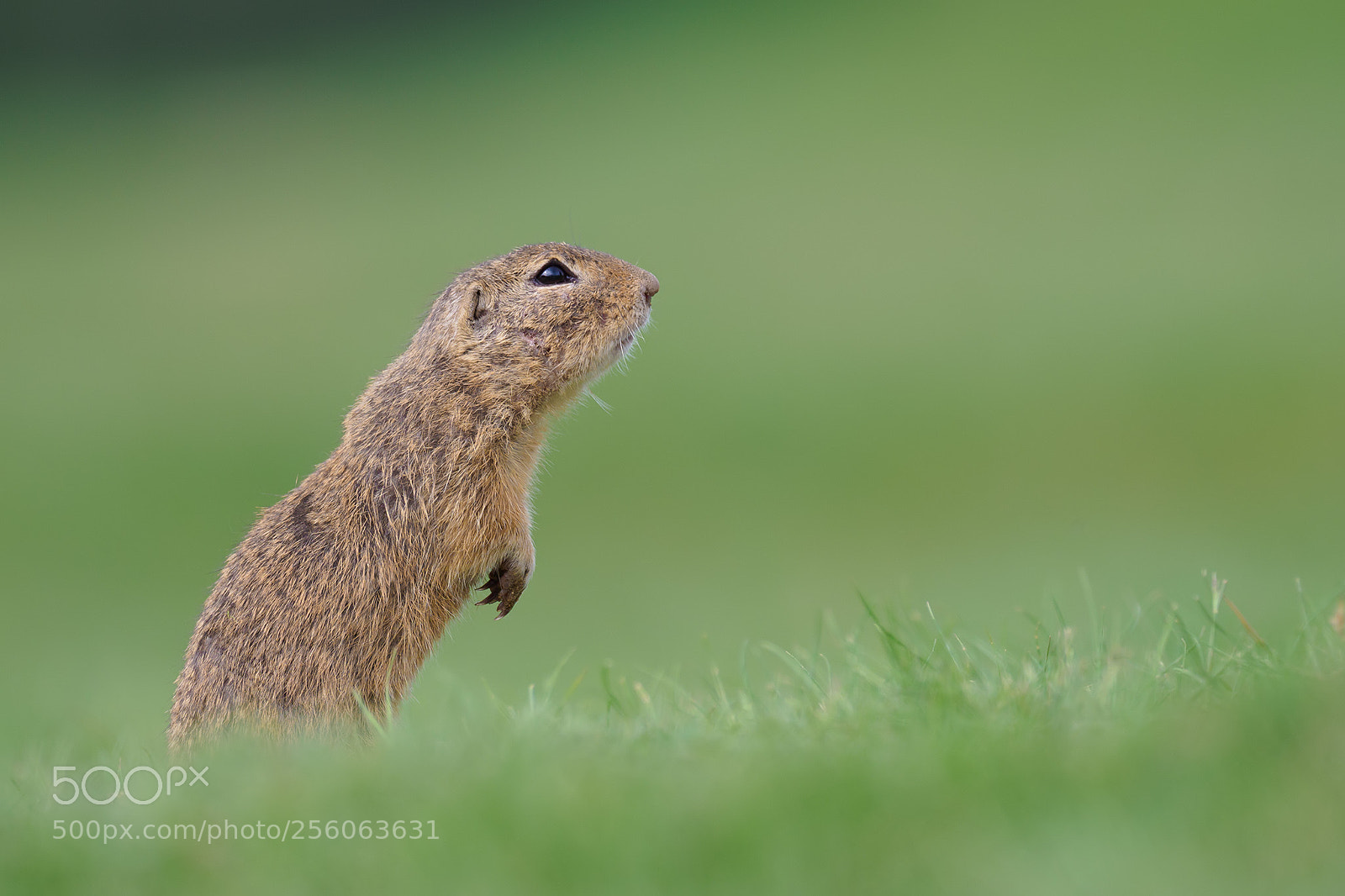 Olympus OM-D E-M1 Mark II sample photo. Ground squirrel photography