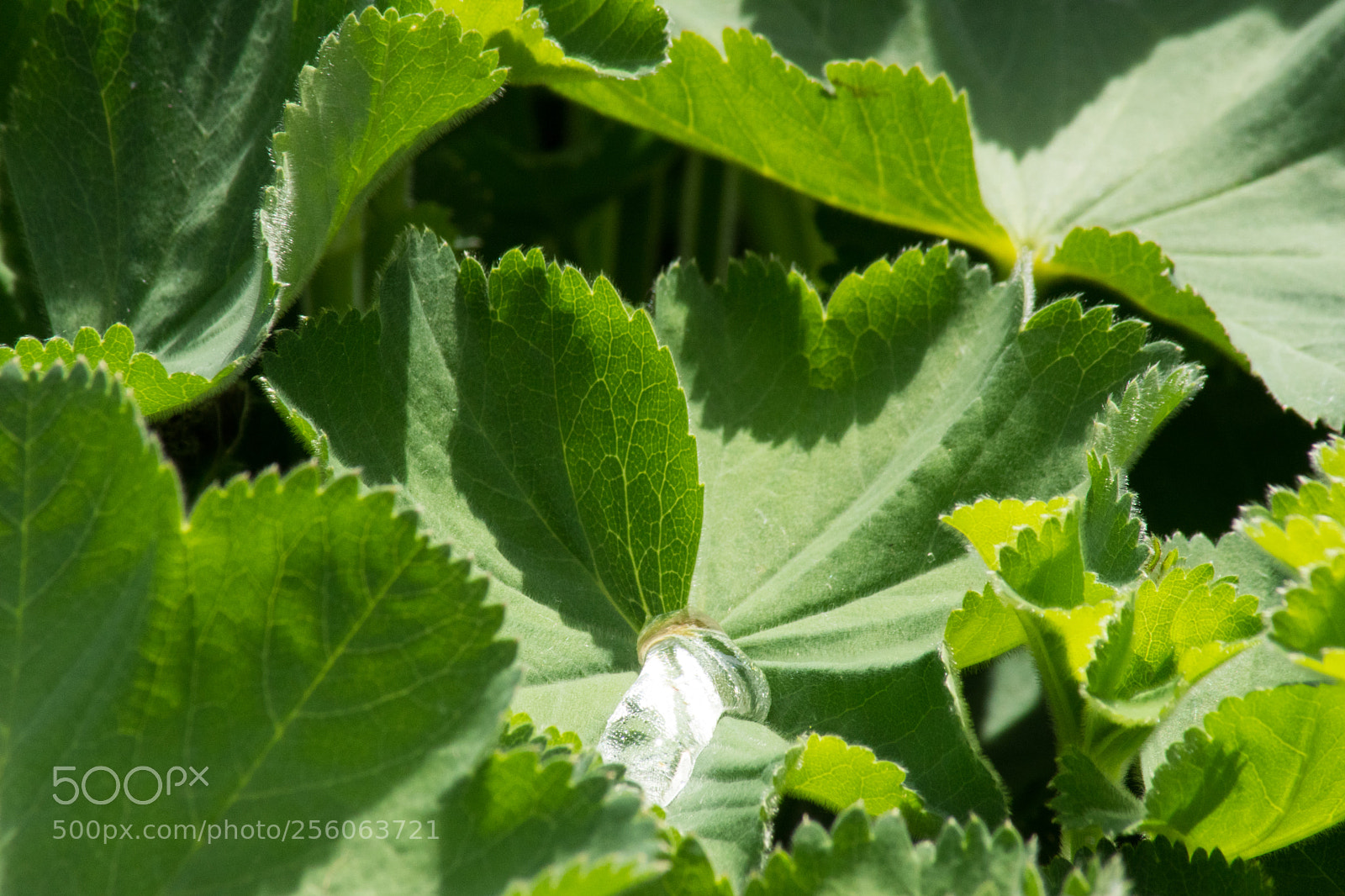 Sony SLT-A68 sample photo. Tropfen wasser im blatt ! photography