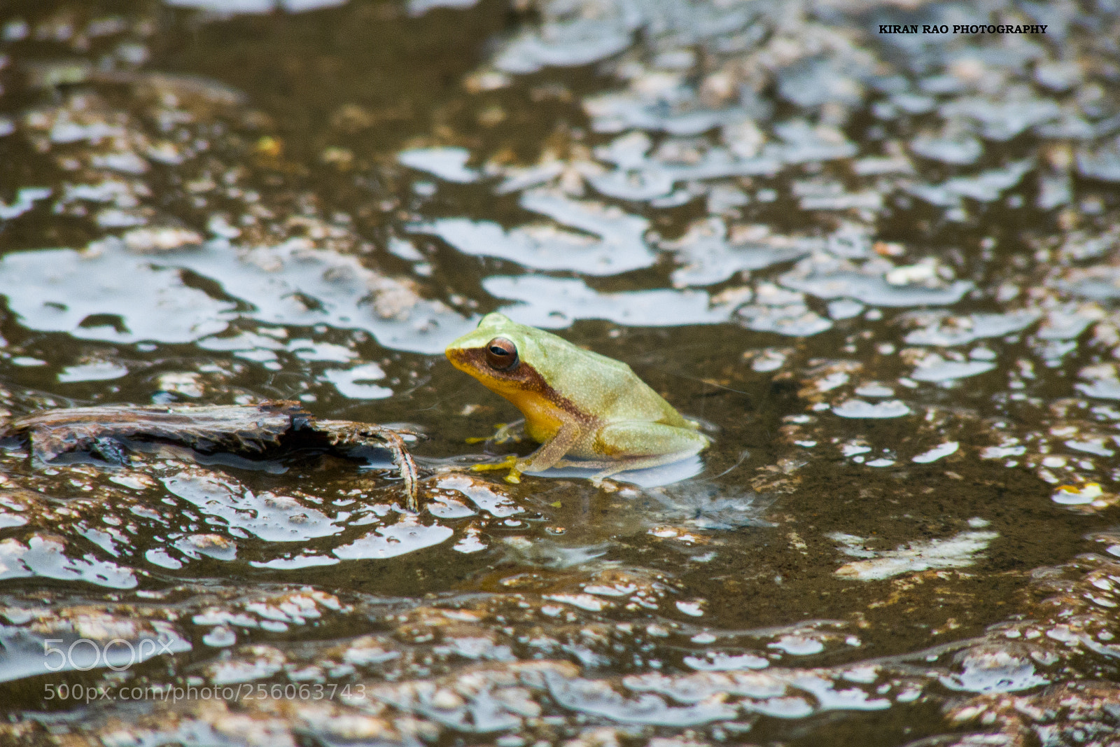 Panasonic Lumix DMC-FZ28 sample photo. Frog photography