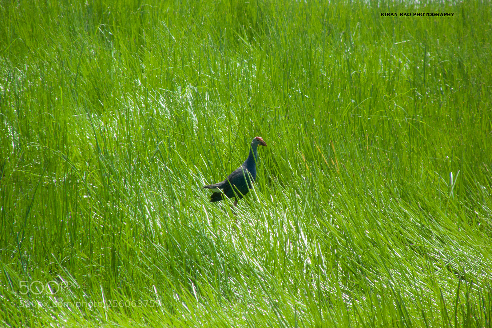 Panasonic Lumix DMC-FZ28 sample photo. Indian moorhen photography