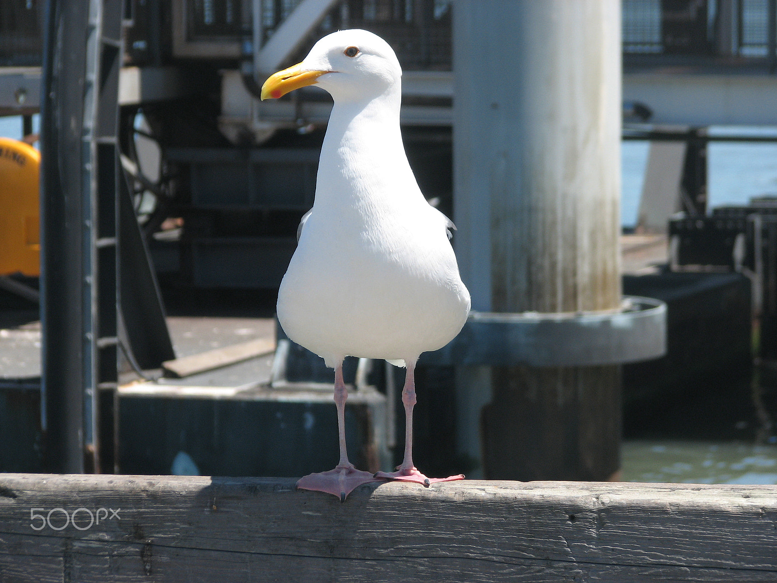 Canon POWERSHOT S3 IS sample photo. Seagull photography