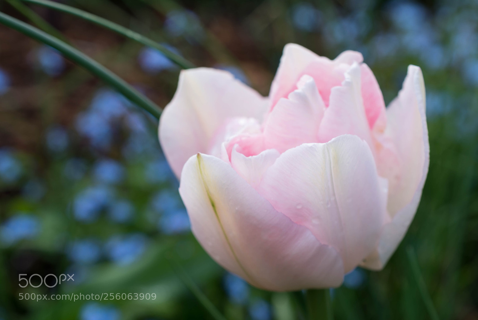 Nikon D5600 sample photo. Tulpenblüte photography