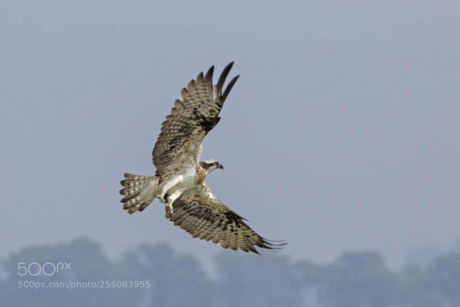 Canon EOS 7D Mark II sample photo. Osprey photography
