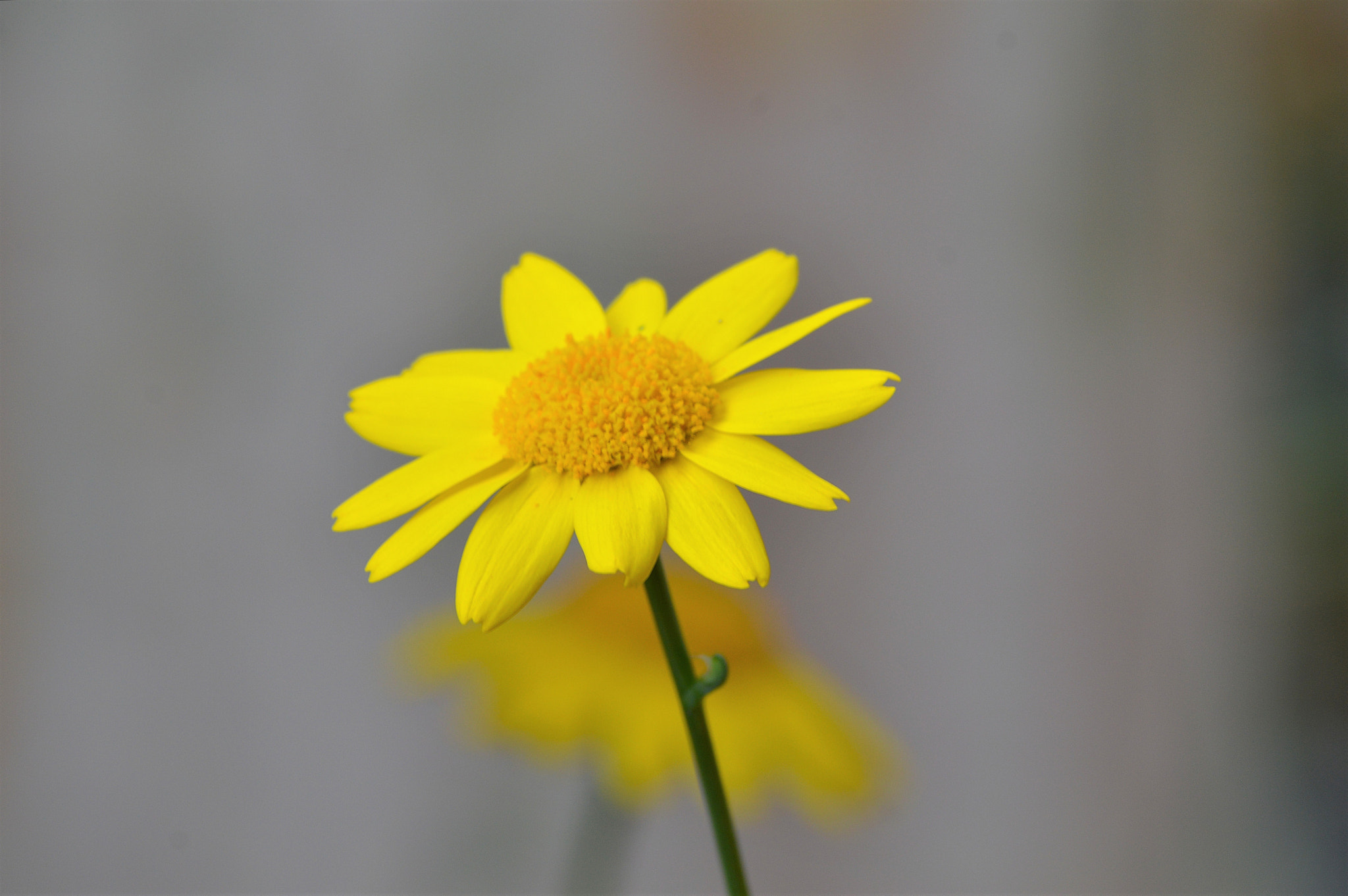 Nikon D3200 sample photo. Wildflowers photography
