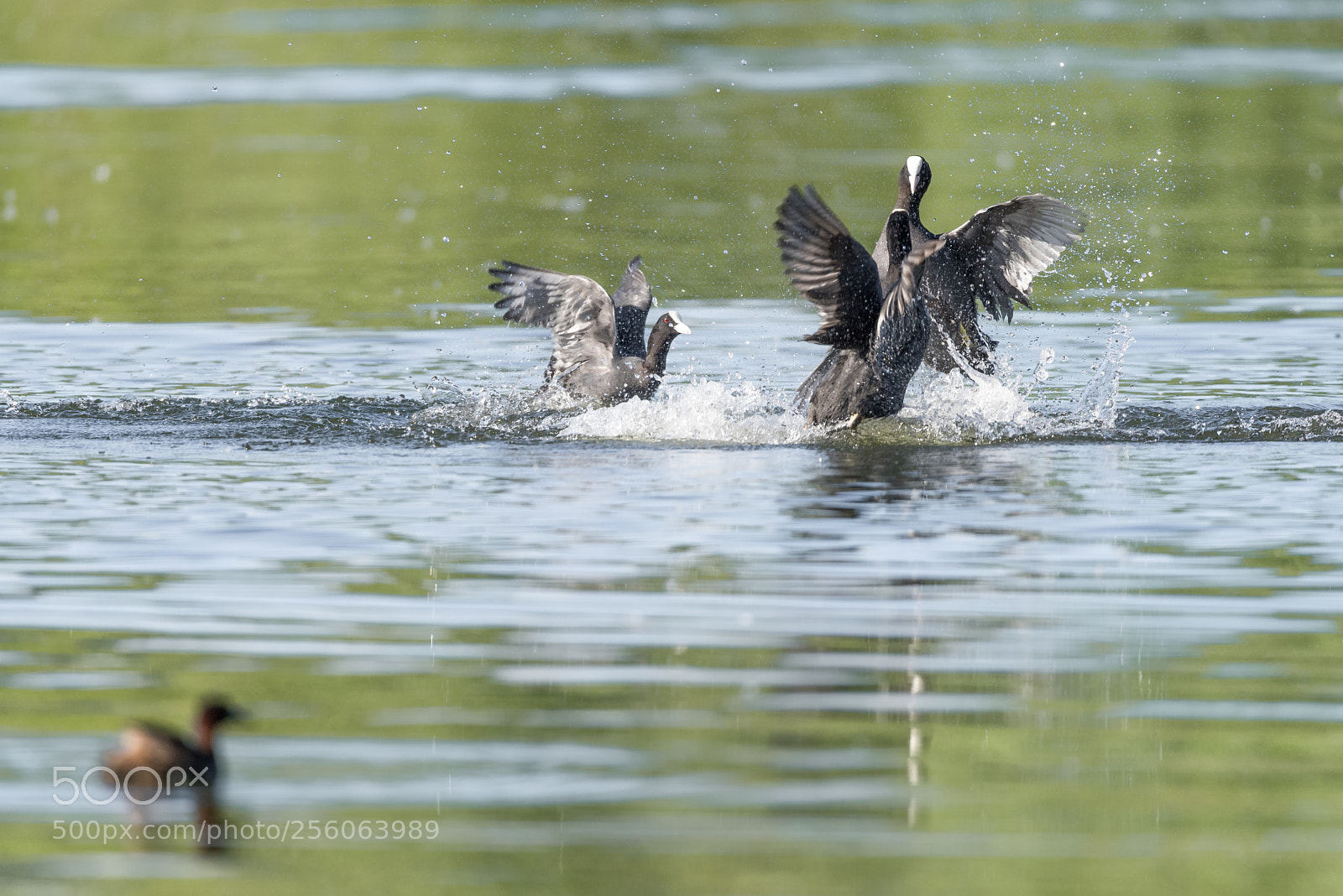 Nikon D810 sample photo. Coots and commond diver photography