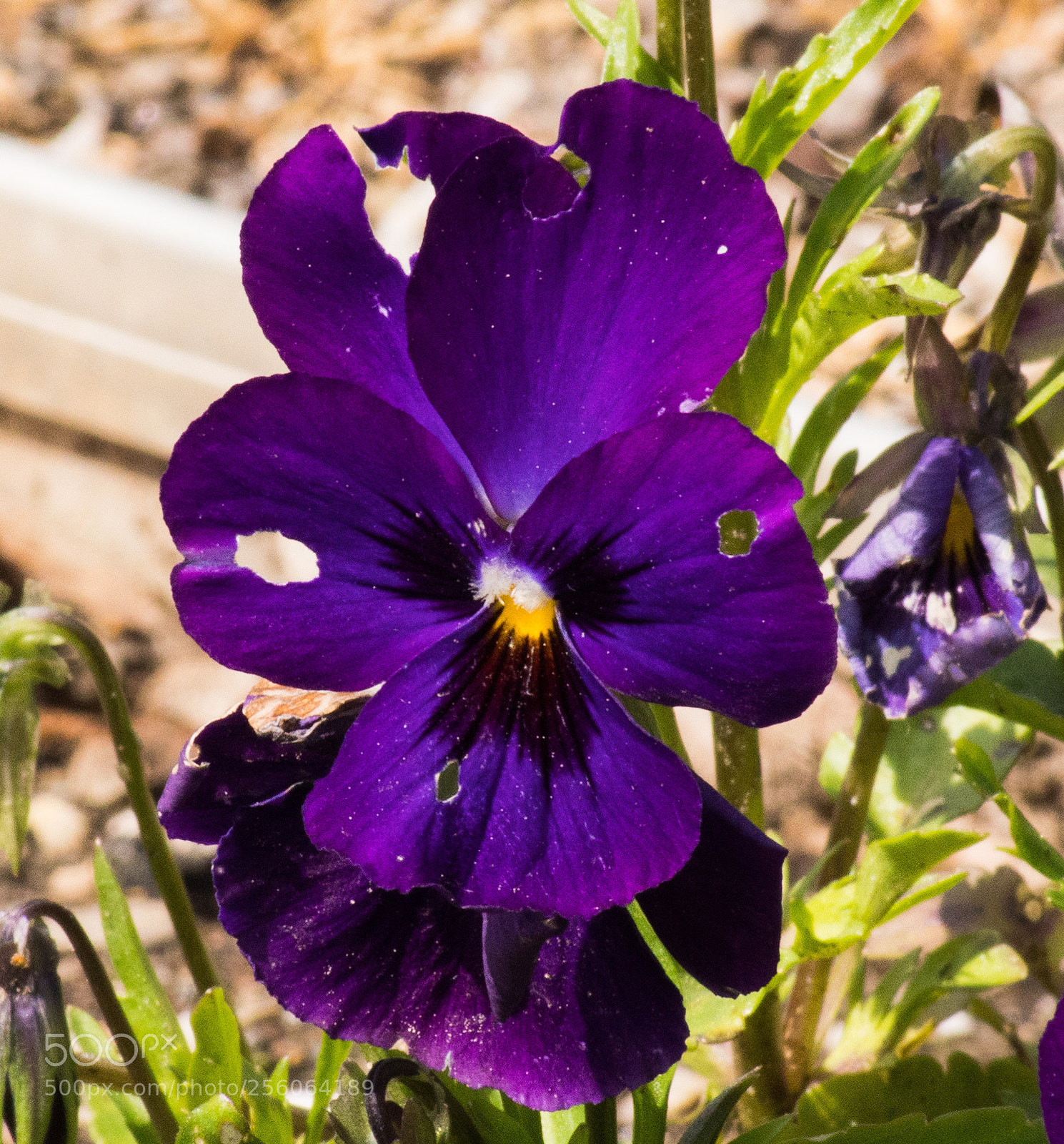 Sony SLT-A68 sample photo. Lila blume photography