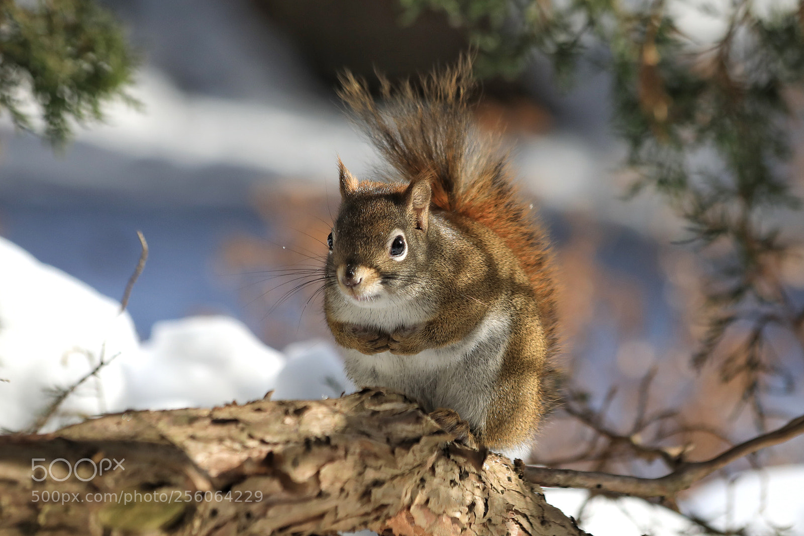 Canon EOS 5D Mark IV sample photo. Squirrel photography