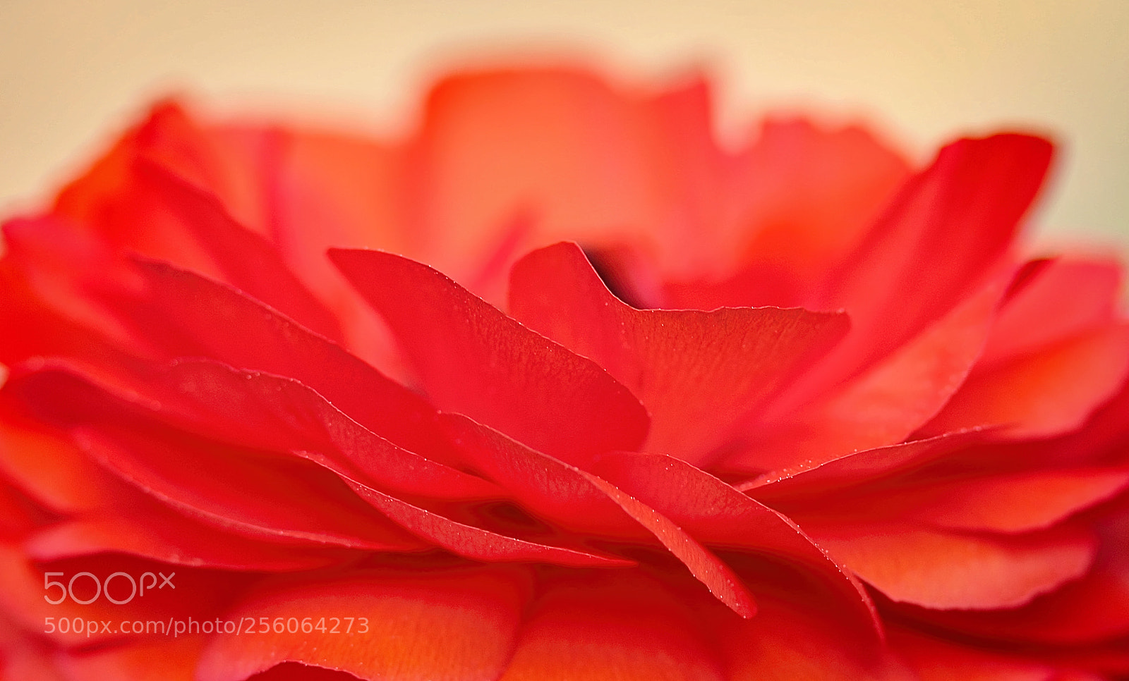 Canon EOS 70D sample photo. Orange wave photography
