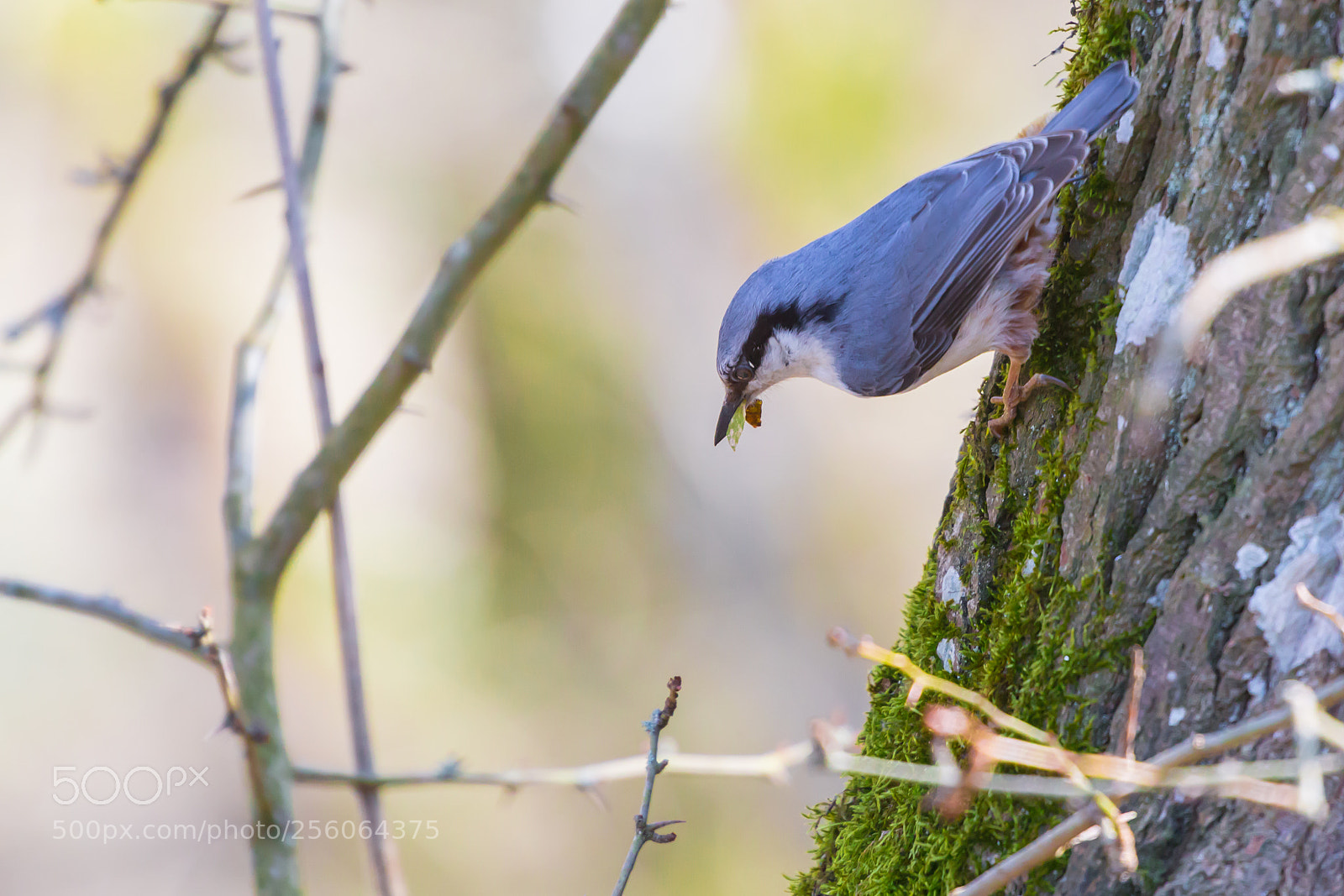 Canon EOS 6D sample photo. Building a nest photography