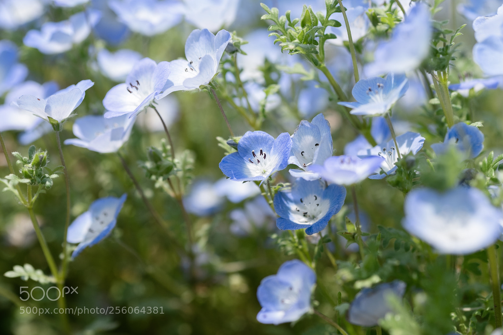 Fujifilm X-T2 sample photo. Little blue photography