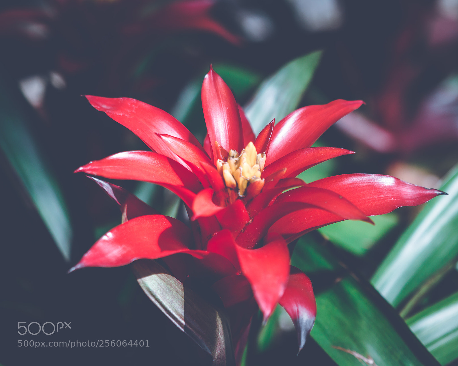 Canon EOS 70D sample photo. Explosive photography