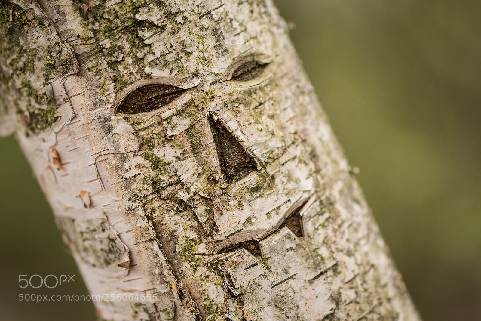 Nikon D5600 sample photo. Devilish birch photography