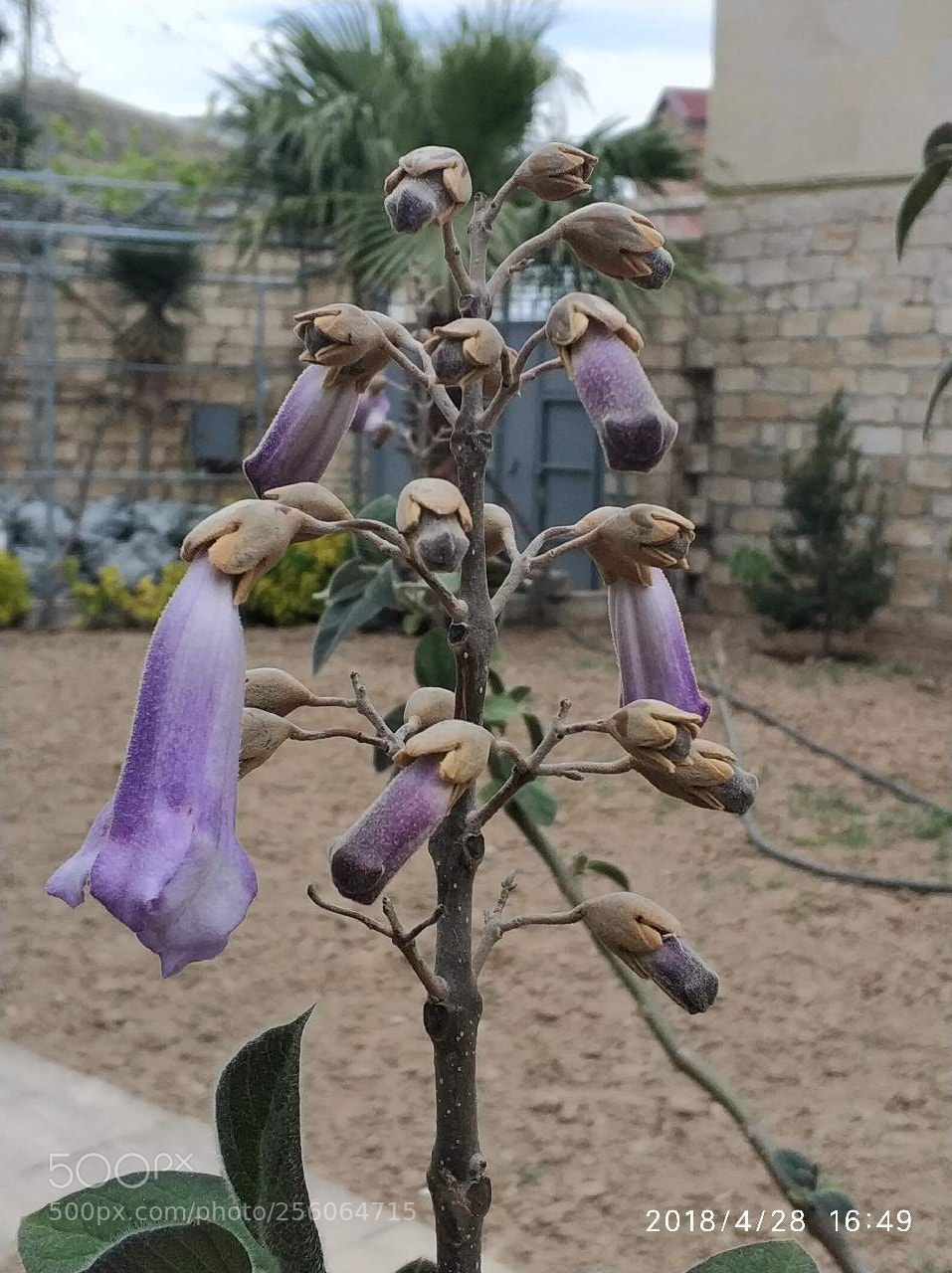 Xiaomi MI6 sample photo. Untitled photography