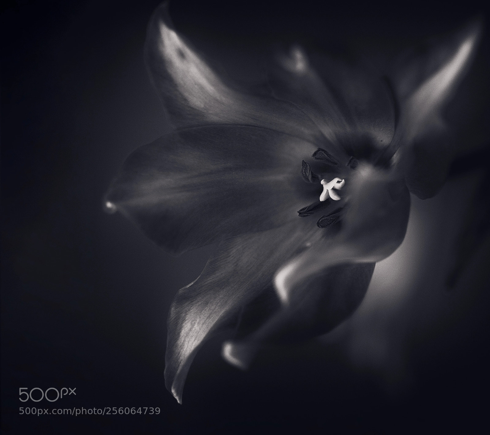 Canon EOS 5D Mark II sample photo. Tulip photography