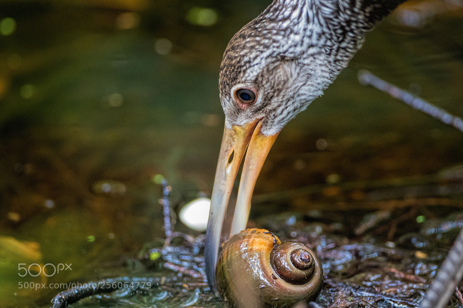 Canon EOS 7D Mark II sample photo. Juvenile limpkin with apple photography